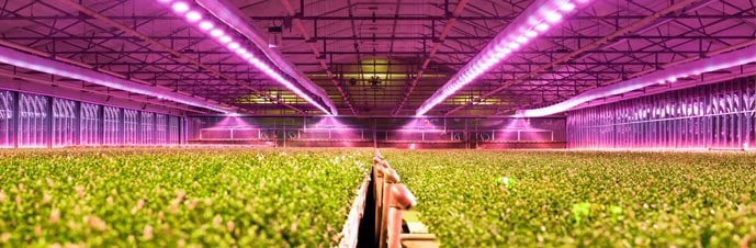 شبیه سازی نور خورشید برای گیاهان